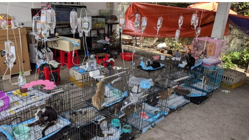 Police Rescue Hundreds Of Cats From Being Eaten In Vietnam
