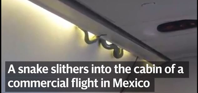 snakeonaplane:livereptileintrudesonflightinmexico