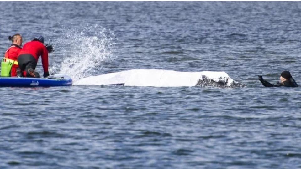 Germany Holds Breath As Stranded Whale Timmy Sets Off In Barge