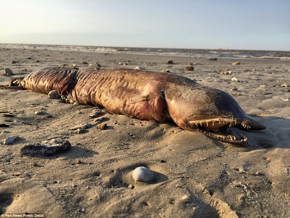 mysteriouseyelessseacreaturewithrazorsharpteethandatailwashesuponatexasbeachafterhurricaneharvey