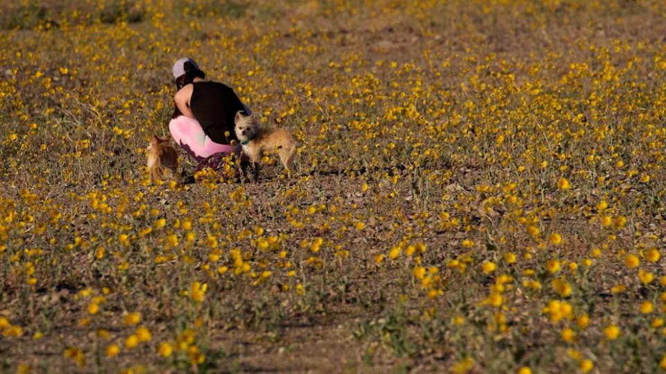 Wildflowers Are Blooming In Driest Place Of North America
