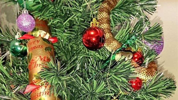 womanfindsonemetrevenomoussnakewrappedaroundchristmastree
