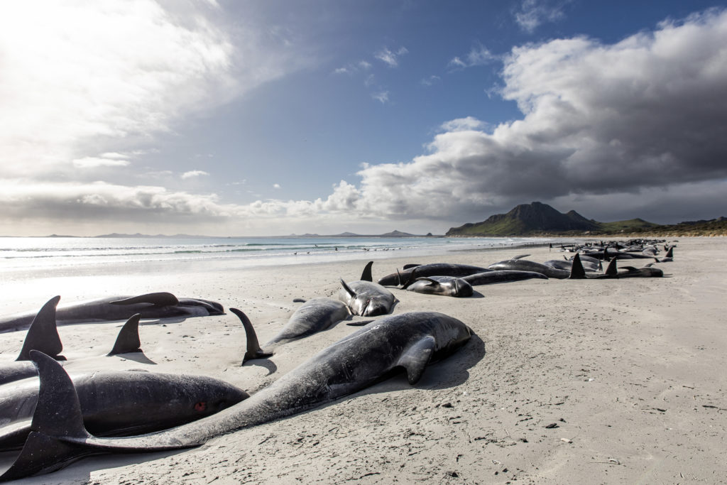 477pilotwhalesdeadonnewzealandislands