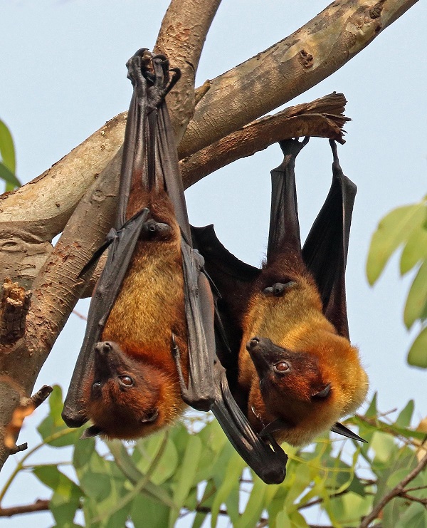 chineseresearchersfindnewcoronavirusinbats