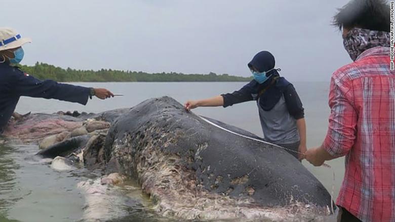 deadwhaleinindonesiahadswallowed1000piecesofplastic