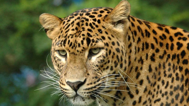 leopardbrieflyshutsdownnepalsinternationalairport