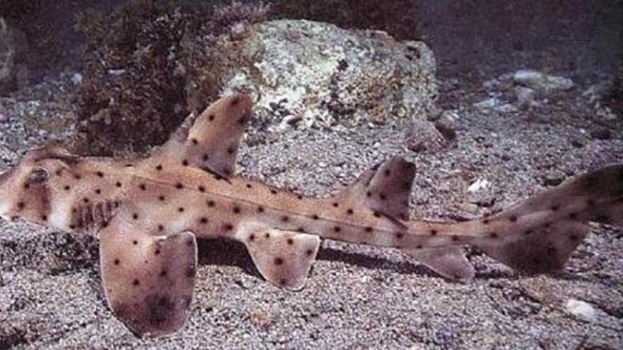 thievesstealsanantonioaquariumsharkinababycarriage