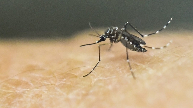 zikaviruscanspreadtocountrieshavingaedesmosquito:who