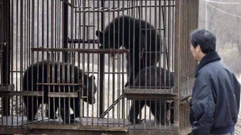 South Korea to End Bear Breeding And Bile Harvesting