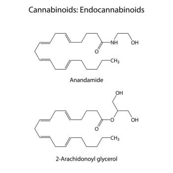 naturalcannabinoidfoundtoplaykeyroleinanxiety