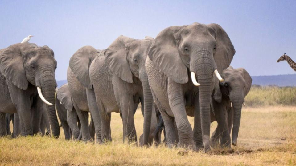 Fifteen elephants dies in Kenya 