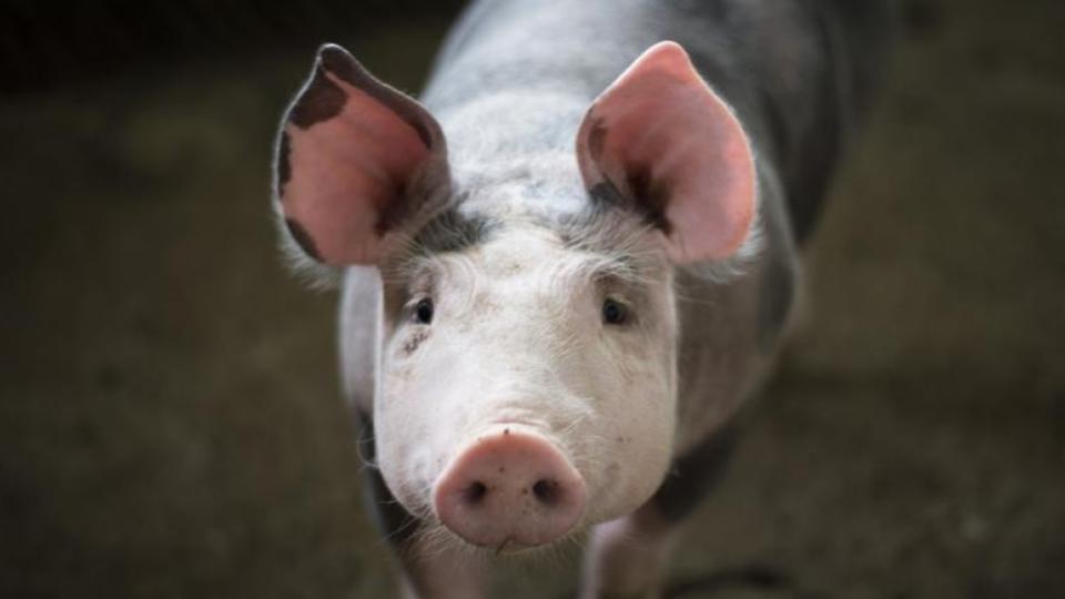 African Swine Fever Detected at Pig Breeding Unit in Kerala