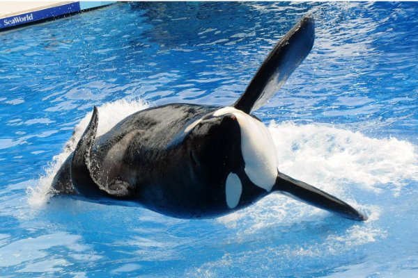 tilikum:seaworldorcaatthecentreofblackfishdocumentarydies