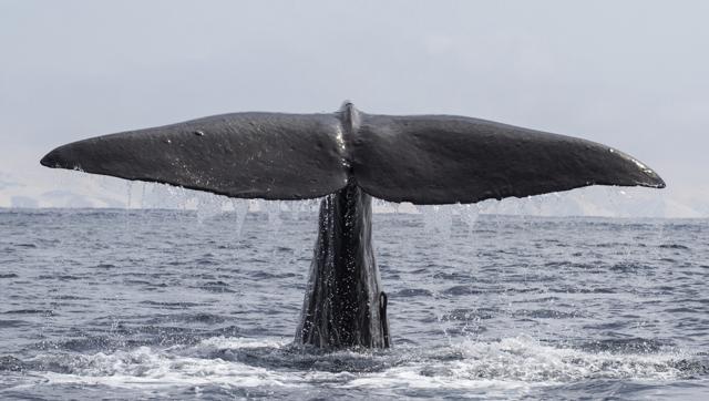 fishermenfindwhalevomitworthusd25million