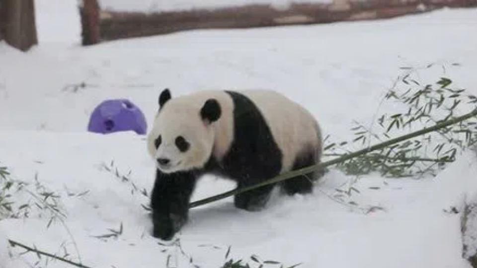 China to send two giant pandas to Atlanta again