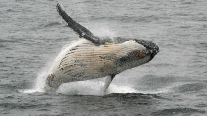 brazilmeetingvotestoprotectworldswhalepopulation
