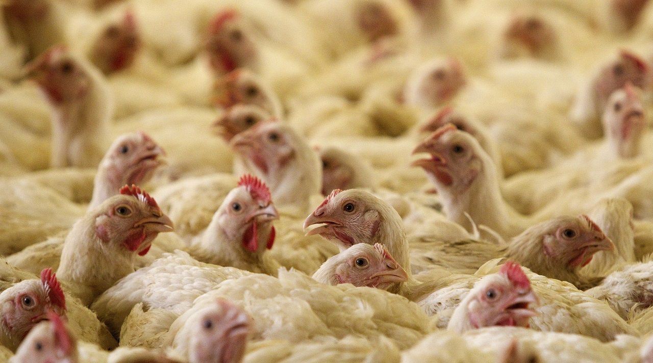 saudiarabiatemporarilybanspoultryimportsfromindiaoverbirdfluscare
