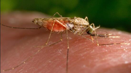 Namibia Reports Over 56,000 Malaria Cases