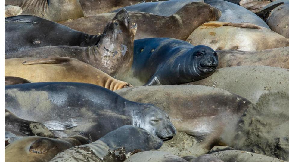 Bird Flu Outbreak In California, Dozens Of Elephant Seals Pups Killed