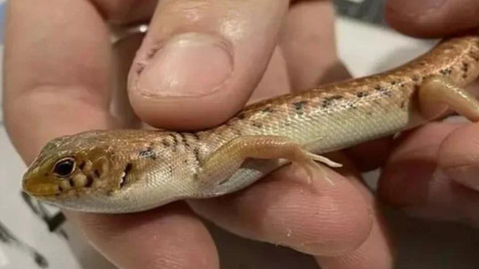 Sydney Man Sentenced 8 years in jail For Mailing Reptiles In Popcorn Bags