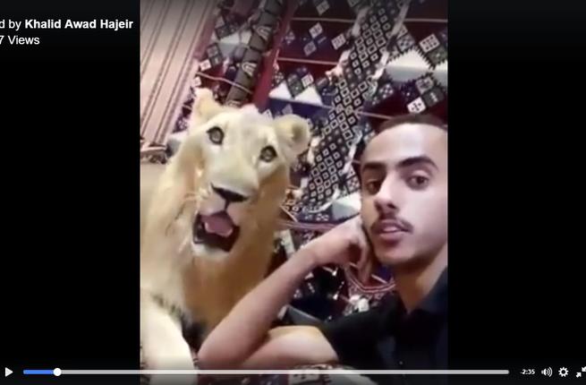 avideoofasaudianimalloverwhoshareshishomewithlionsandabearhascausedastir