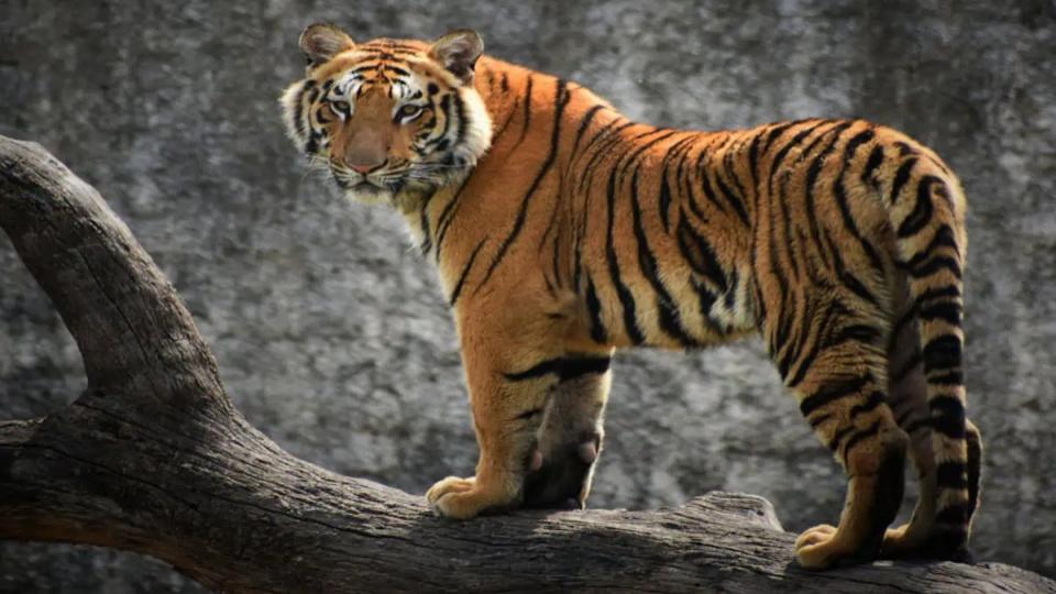 sharjah-denies-rumours-of-tiger-roaming-the-streets