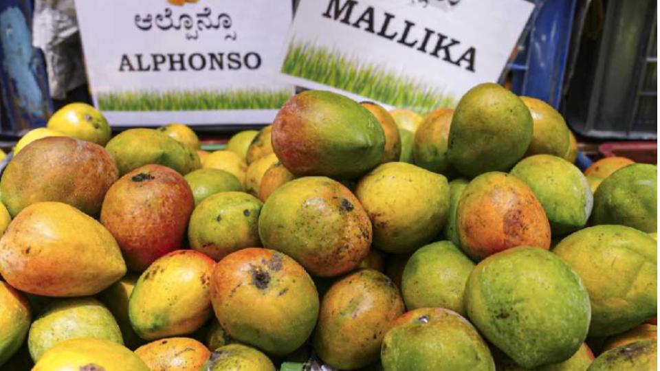 In a U-turn, Nepal says no ban on import of Indian mangoes