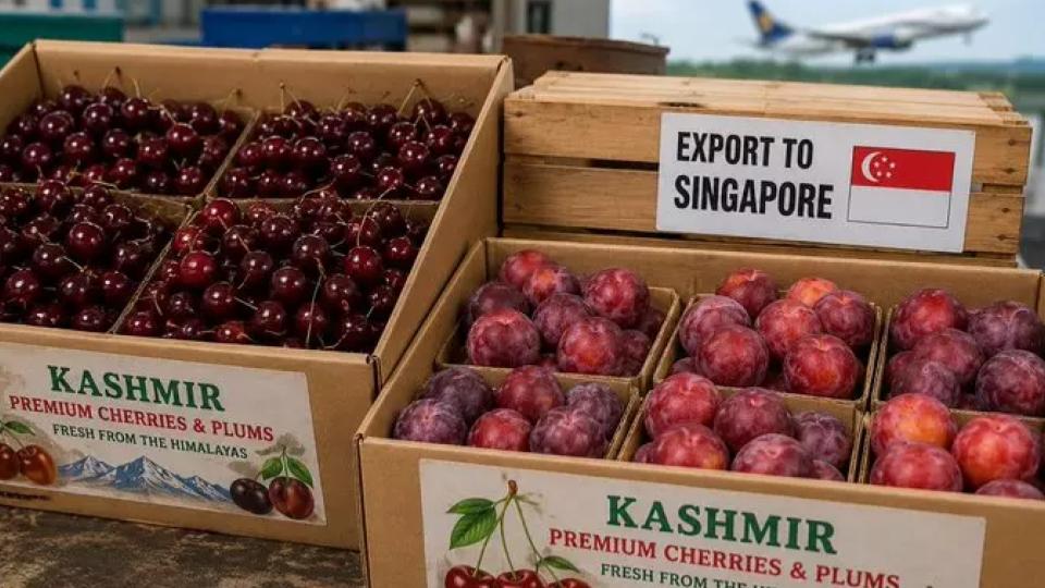 Singaporean Envoy To India Simon Wong Welcomes Jammu and Kashmir cherries