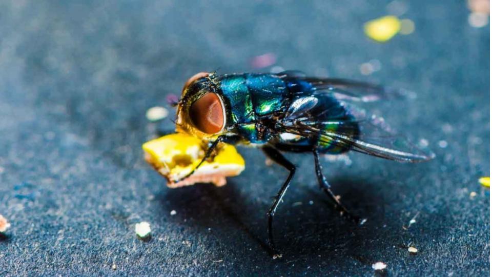 Unites States plans to breed billions of flies to fight pest