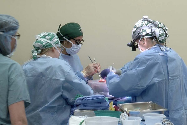 thepersonwhoreceivedpighearttransplantdiesaftertwomonth