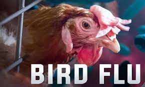 usconfirms1sthumancaseofbirdflu