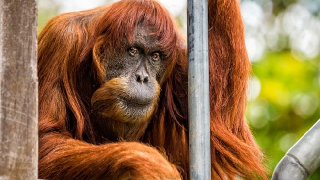 worldsoldestsumatranorangutandiesaged62