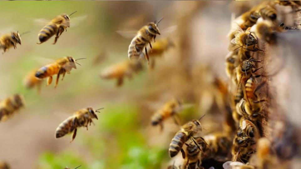 Unusual bee attack in French town leaves 24 injured