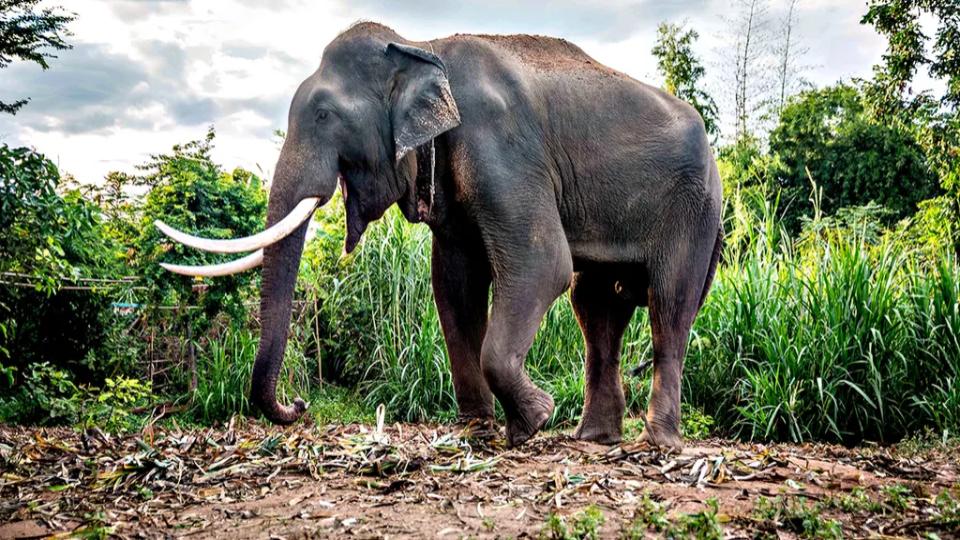 Man Trampled To Death By Wild Elephant At Thai National Park
