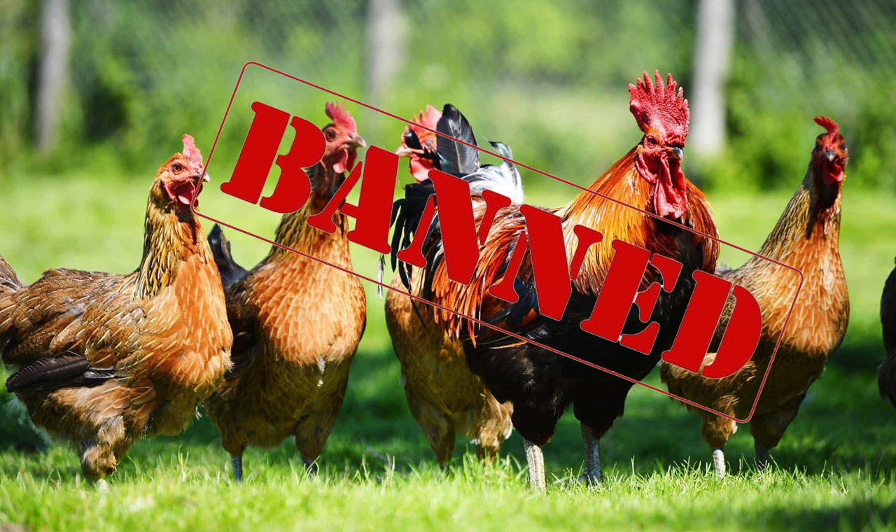 uaebansimportofbirdsandpoultryproductsfrombulgaria