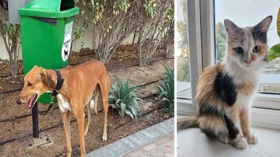 People abandon pets as they flee Dubai 