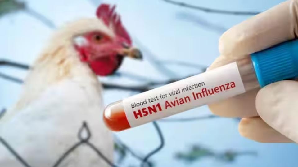 H5N1 bird flu cases cross 200-mark in Australia