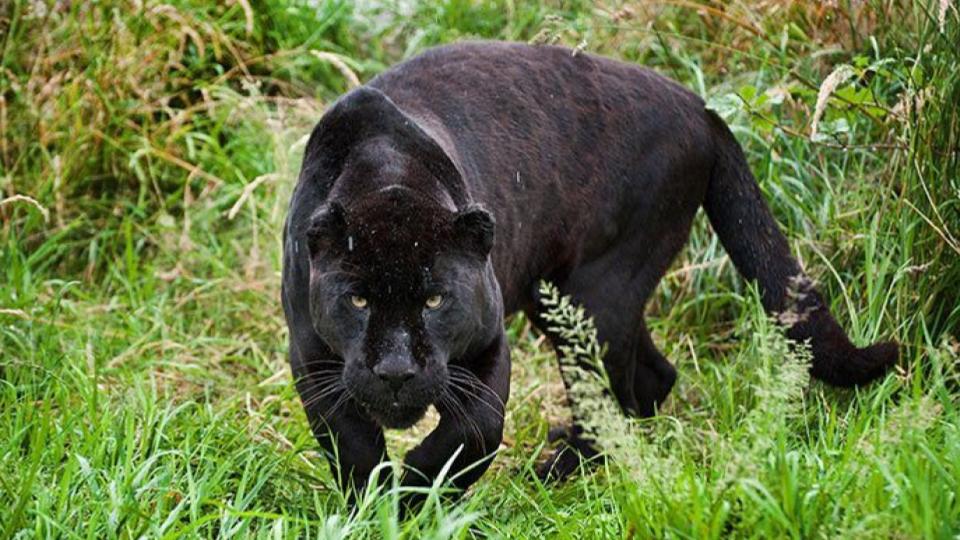 pantherbeatentodeathbyvillagersinrajasthanprobeunderway