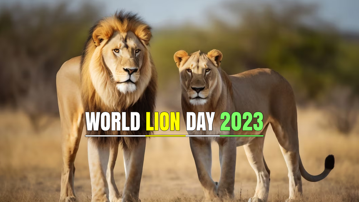 worldlionday2023pmmodilaudsconservationeffortsandnotessteadyriseinpopulation