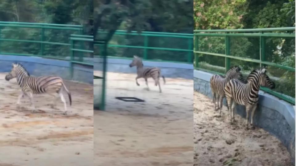 TVM Zoo Gets Zebras After a Decade, Sends Cobra to Vantara in Return