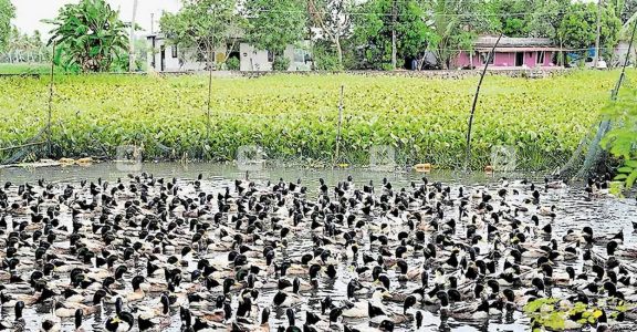 Avian Influenza H5N1 Confirmed In Ducks In Two Panchayats in Kerala