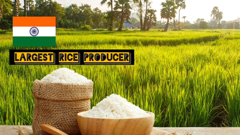 India surpassed China to become the largest rice producer