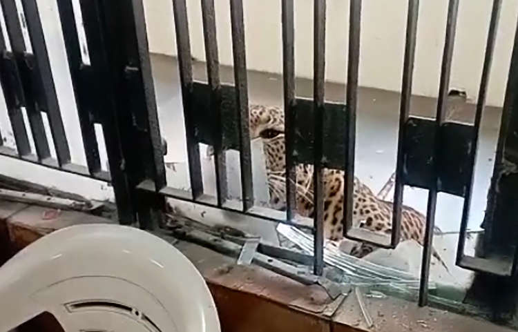 leopardstraysintoghaziabadcourtcomplexinjuressixpeople