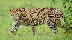 7yearoldgirlkilledinleopardattackingujarat