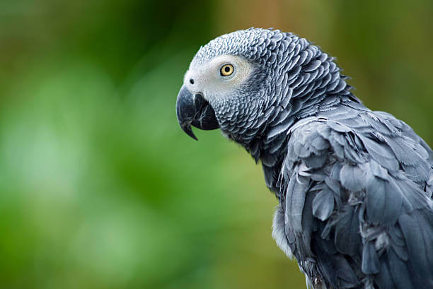 karnatakafamilyannouncesrs50kcashrewardforfindingmissingparrot
