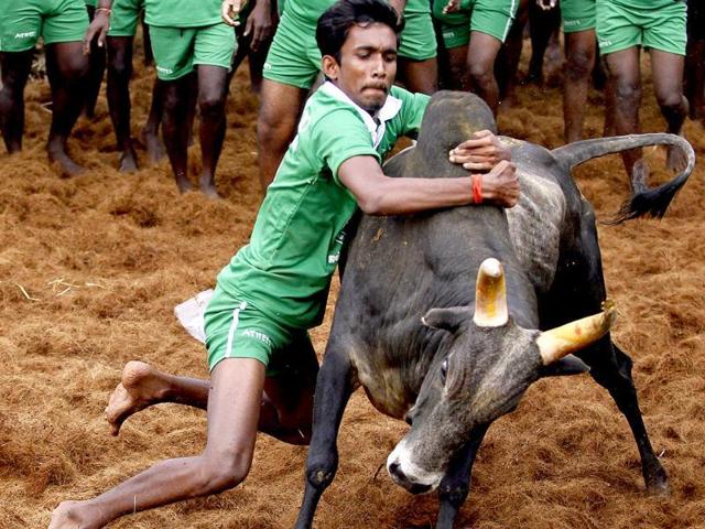 jallikattu:scdeclinestopassorderbeforejan14