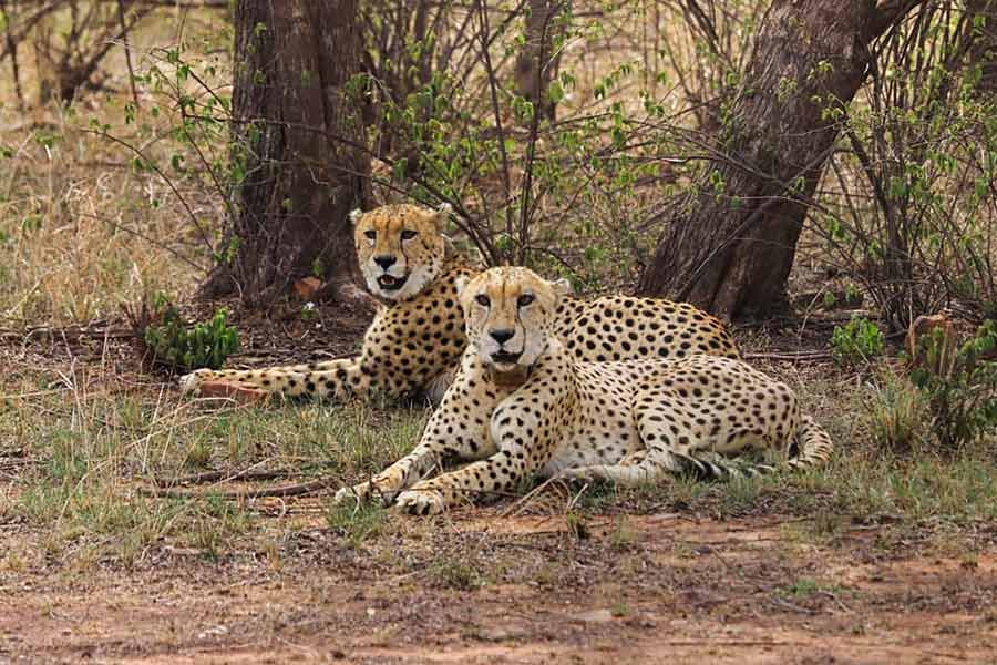 cheetahsatkunonationalparktobereleasedintowildsoon