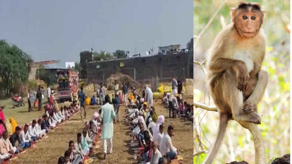 Over 4,000 villagers attend monkey’s funeral fest in Madhya Pradesh