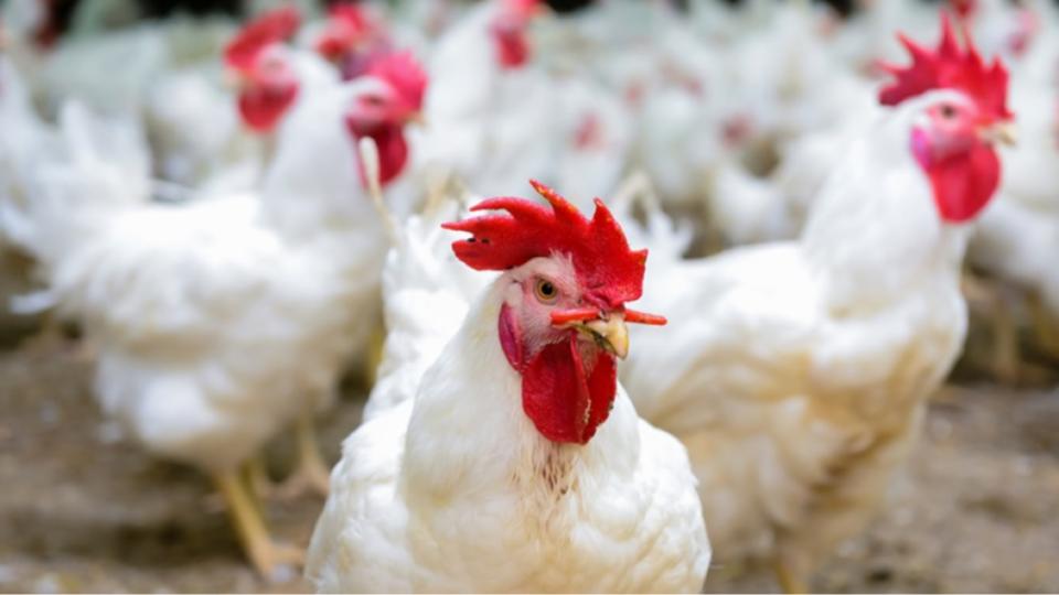postdussehrasurgeinmeatpricesinandhrapradesh
