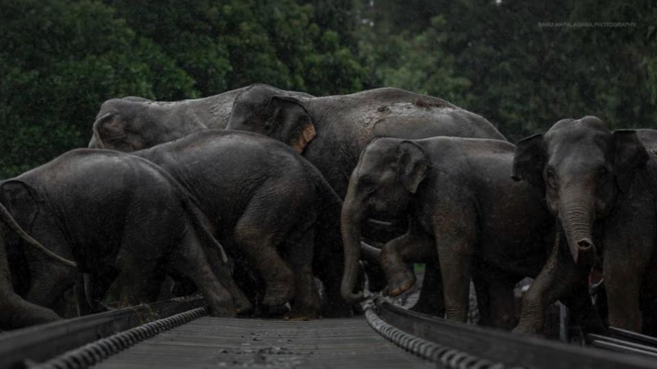 AI-powered cameras Save 270 Elephants in Odisha